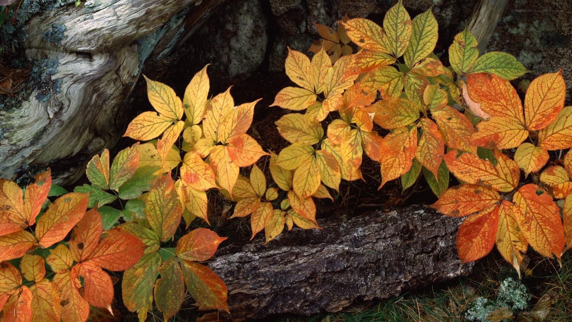 Autumn leaves on a forest floor