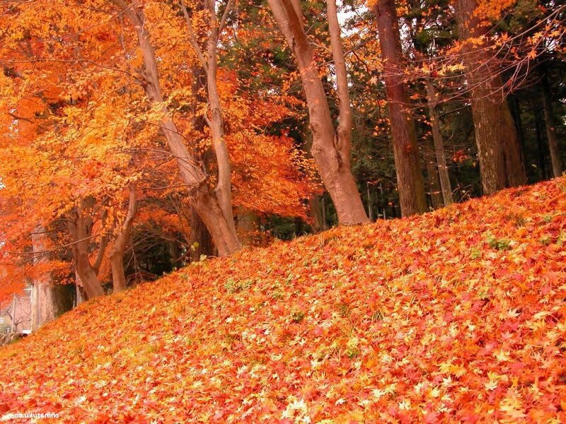 Autumn leaves on a forest hill