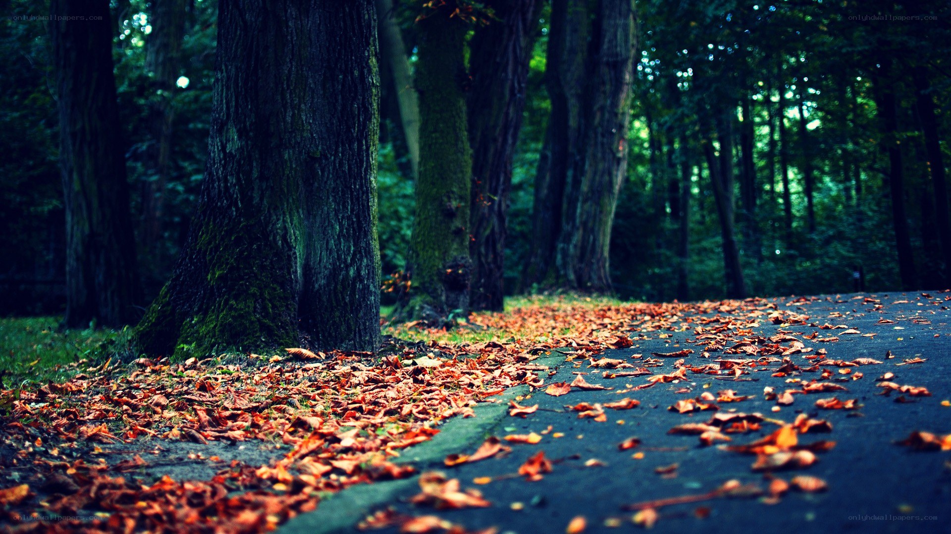 Autumn leaves on a forest path