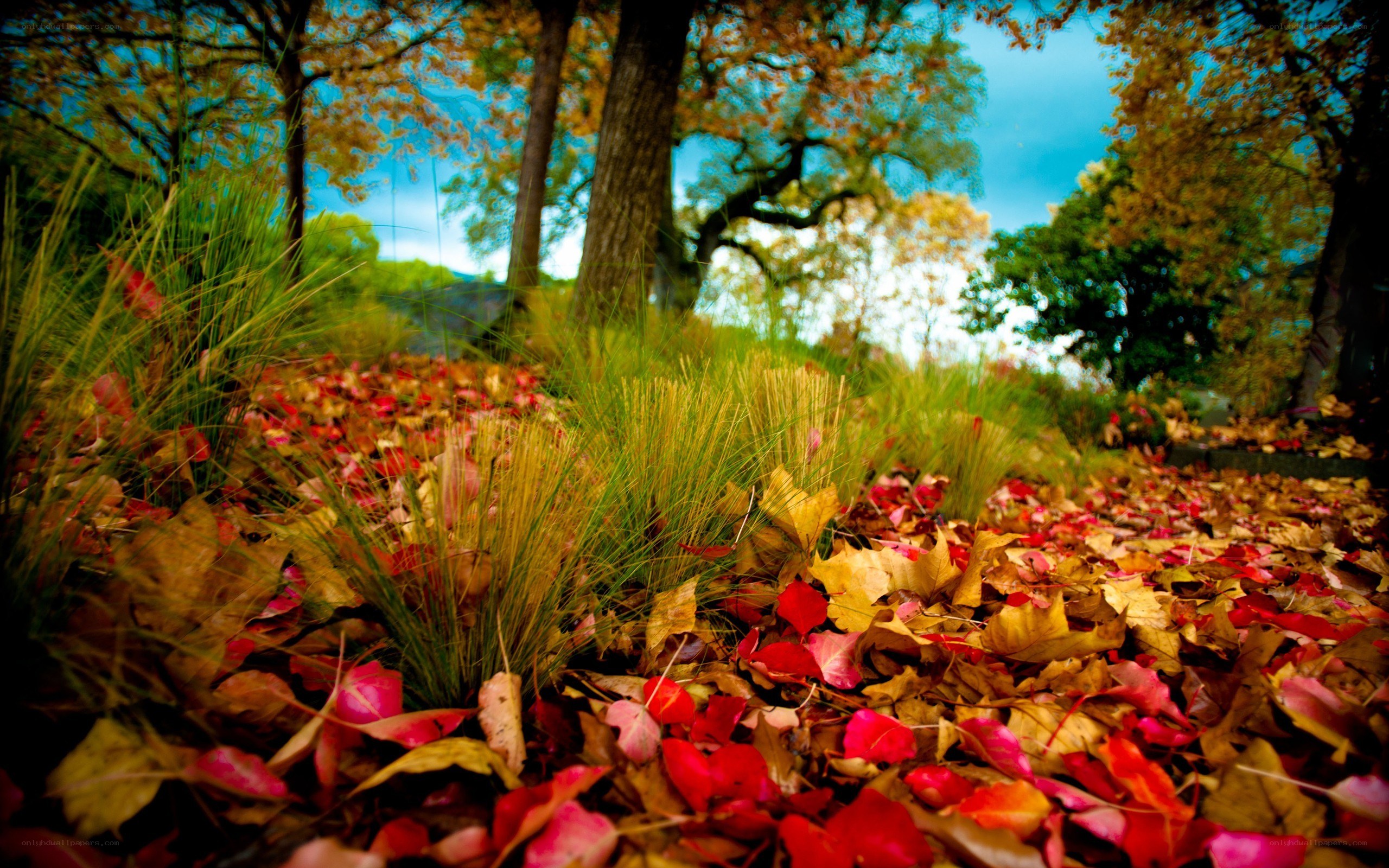 Autumn leaves on a forest path