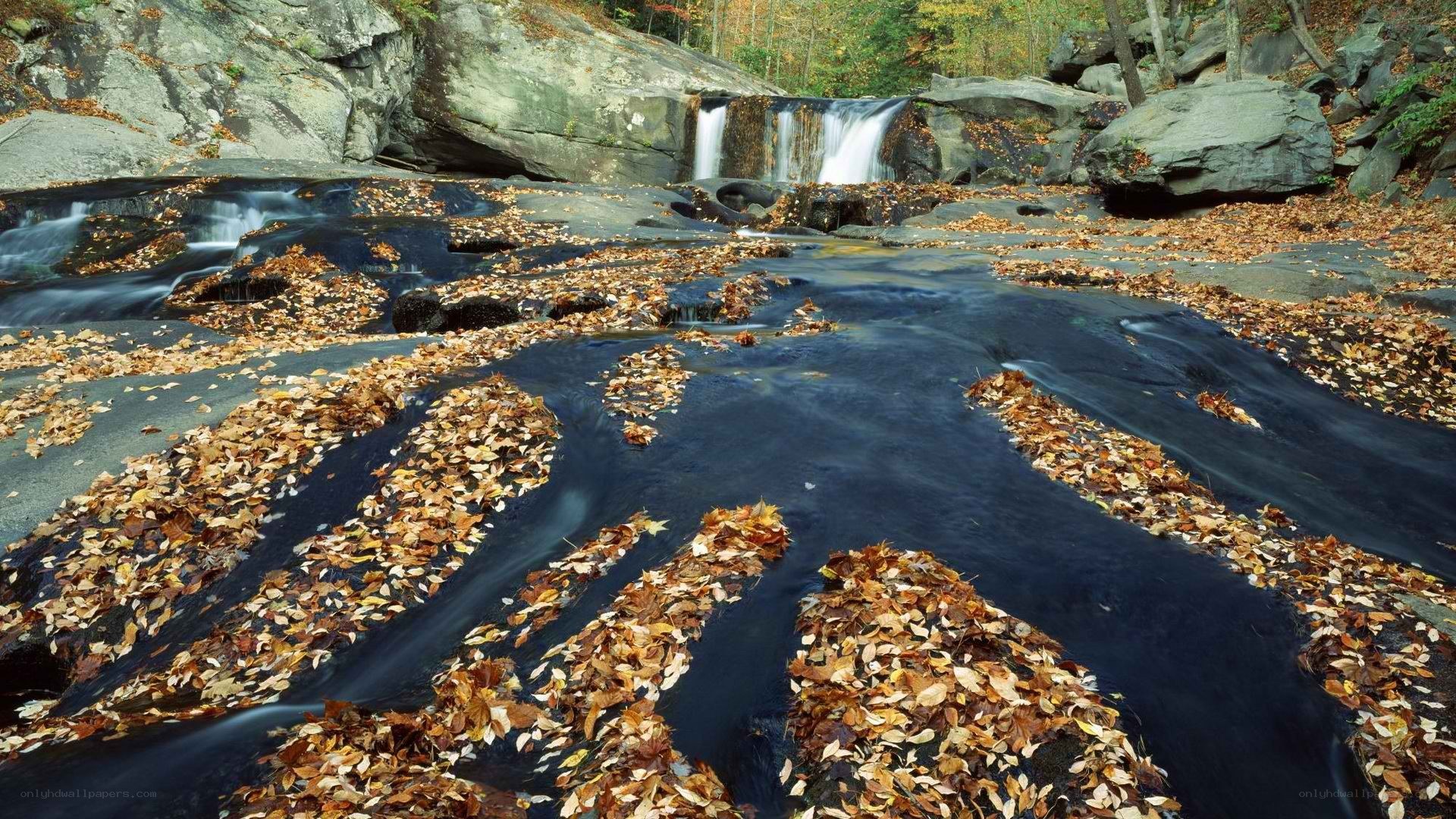 Autumn leaves on a forest stream