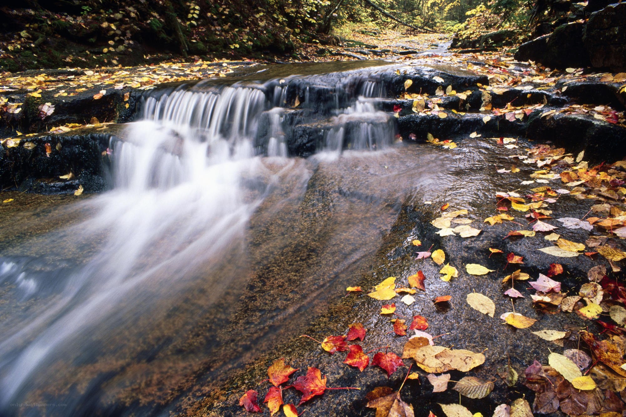 Autumn leaves on a forest stream