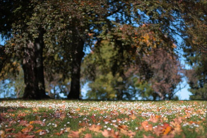 Autumn leaves on a grassy field