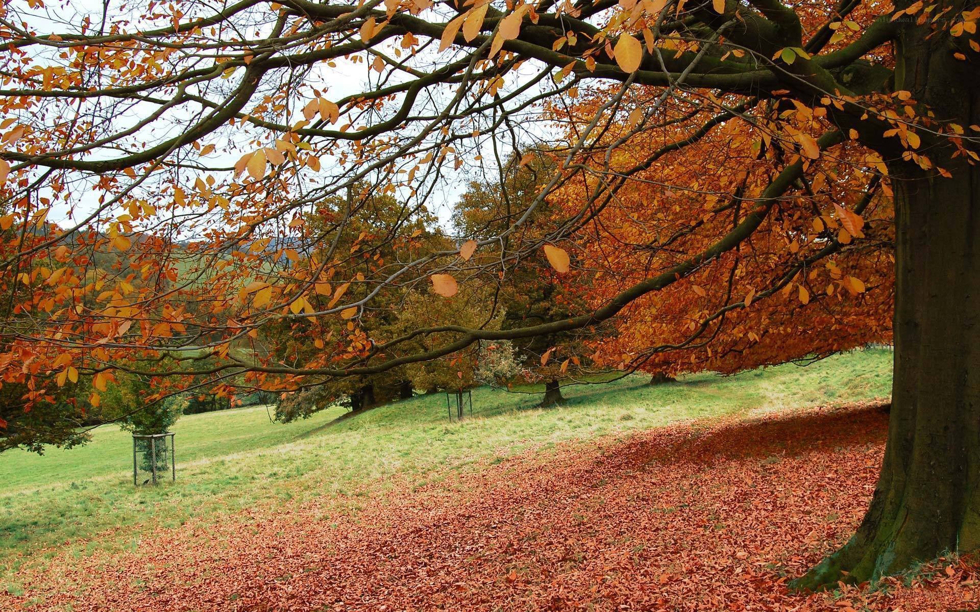 Autumn leaves on a grassy hill