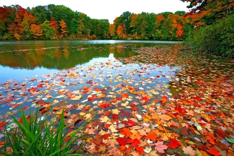 Autumn leaves on a lake