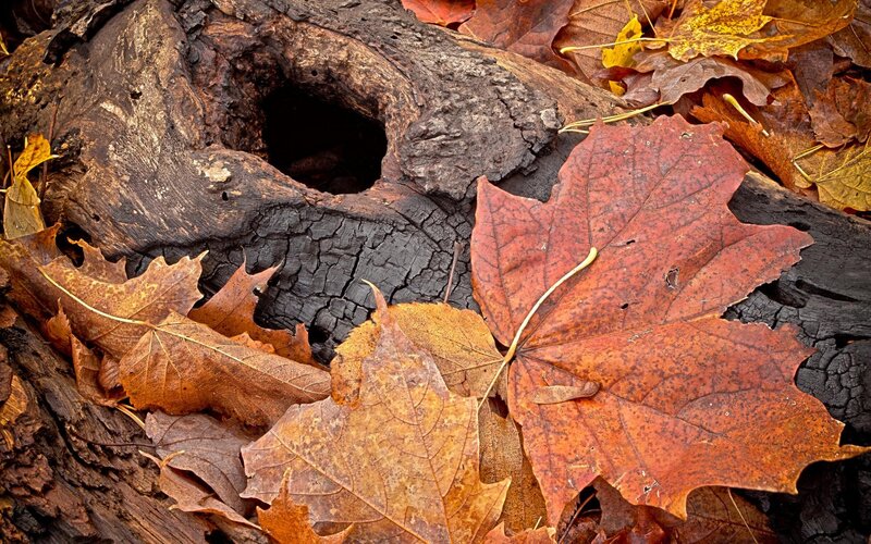 autumn leaves on a log