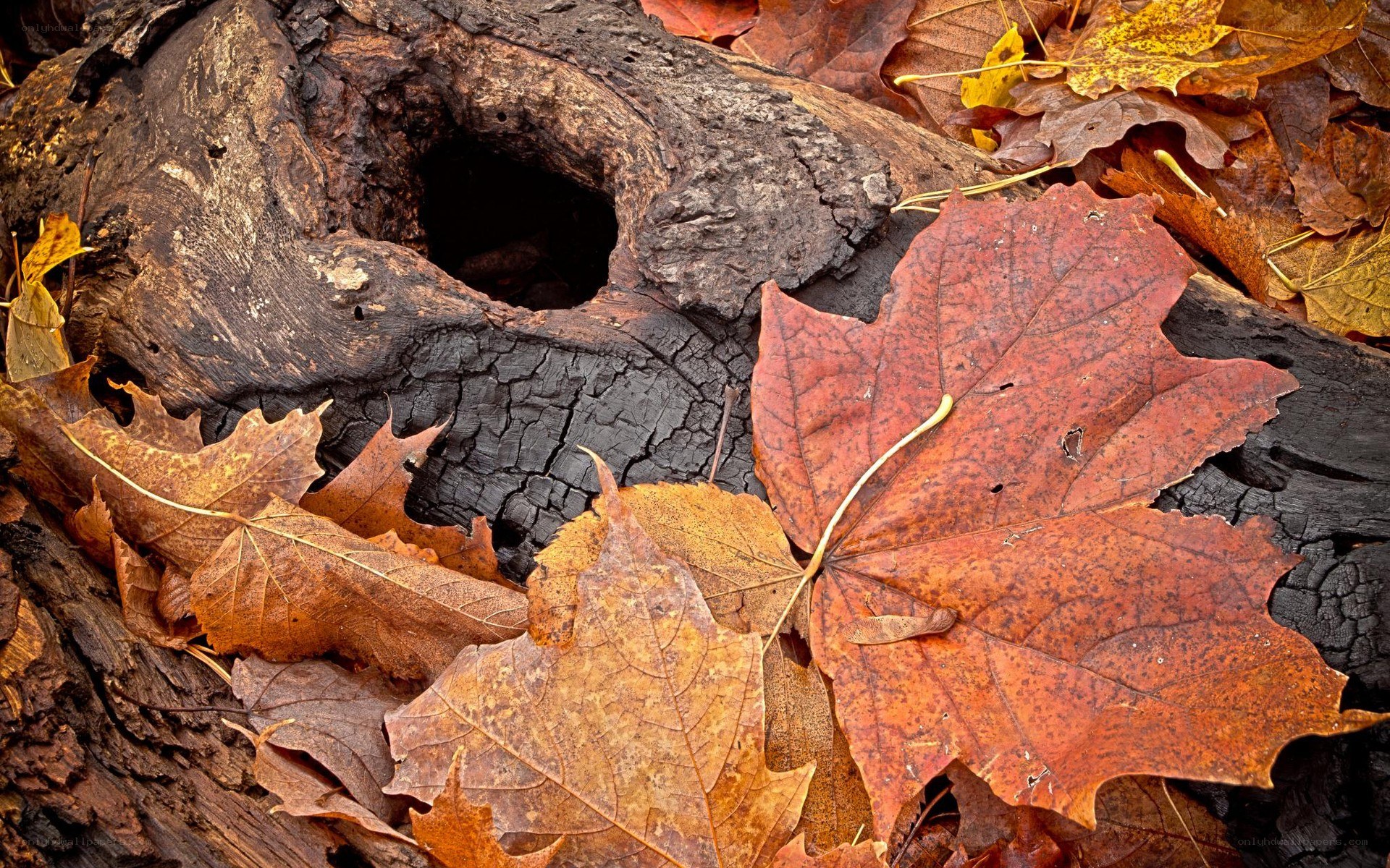 autumn leaves on a log