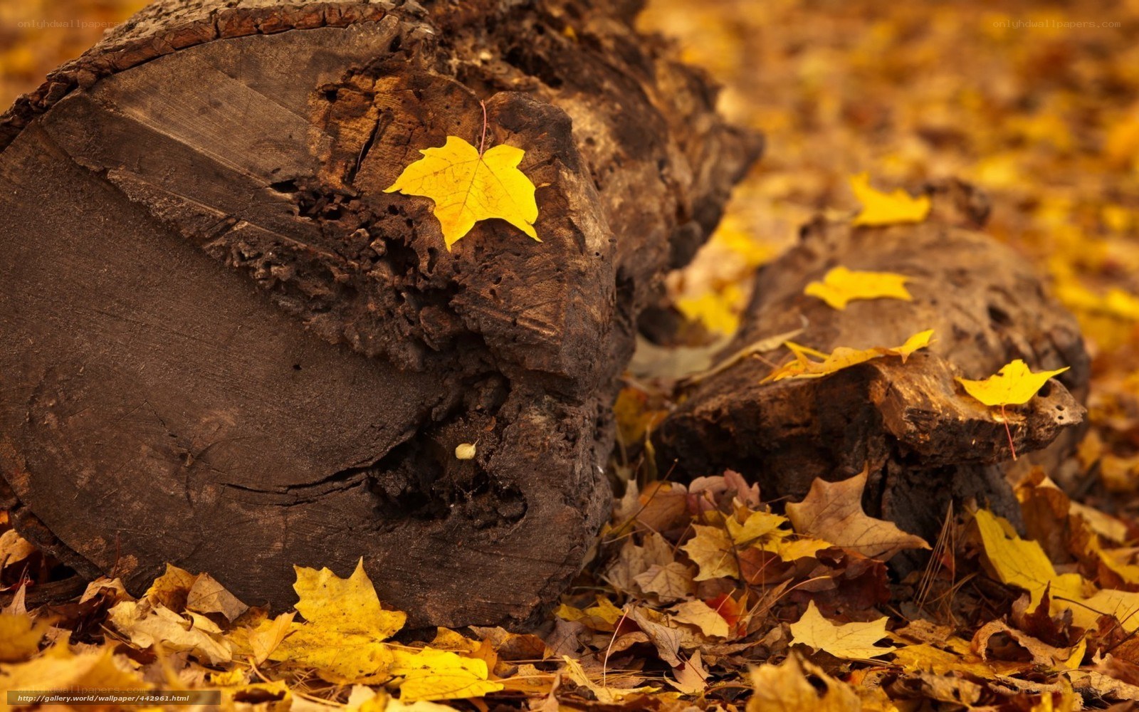 Autumn leaves on a log