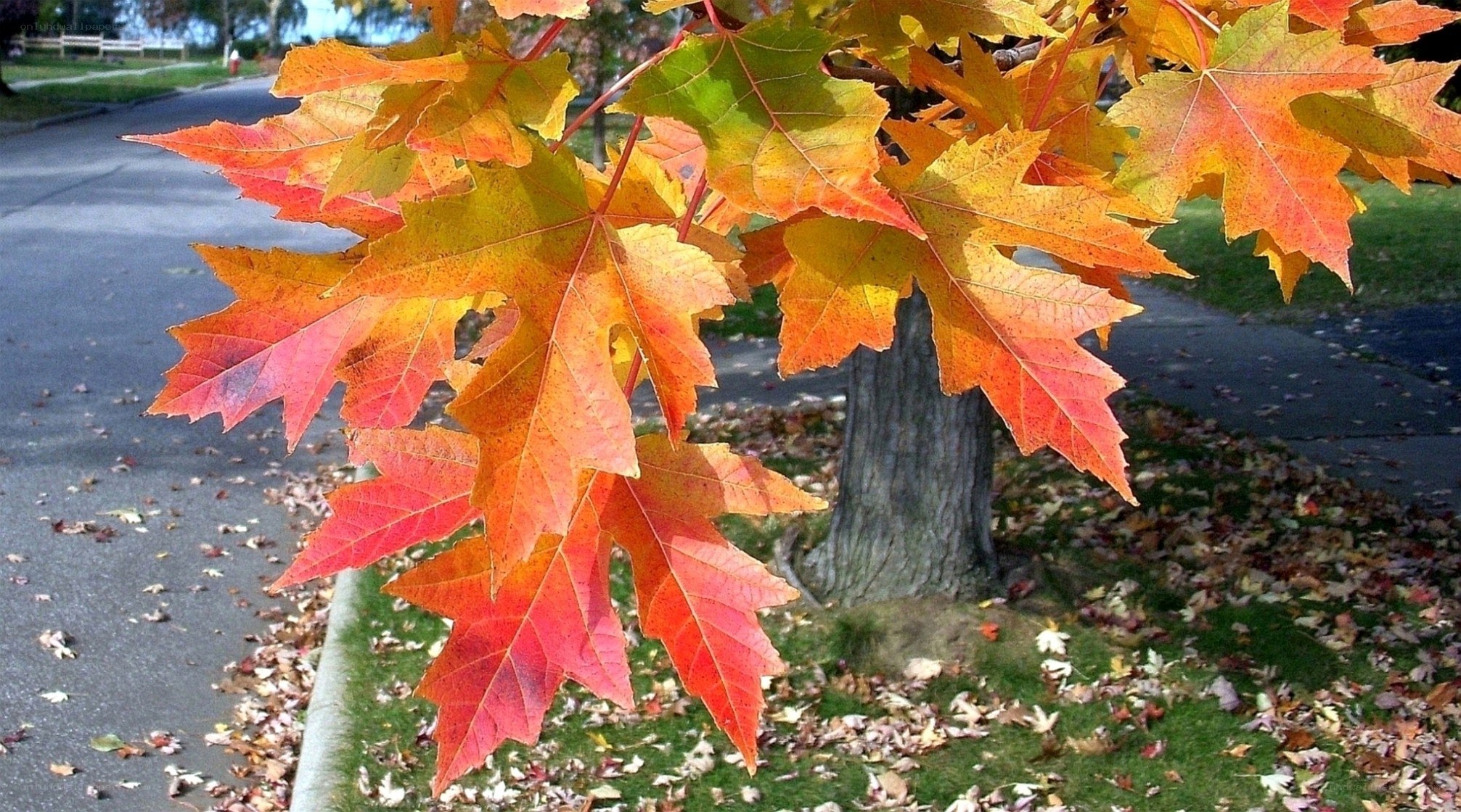 Autumn leaves on a maple tree