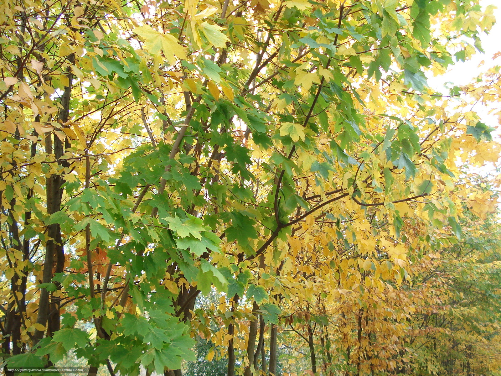 Autumn leaves on a maple tree