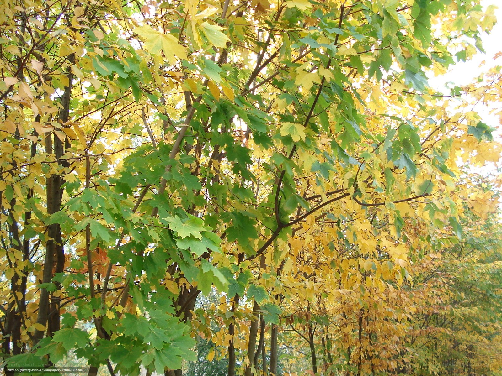 Autumn leaves on a maple tree