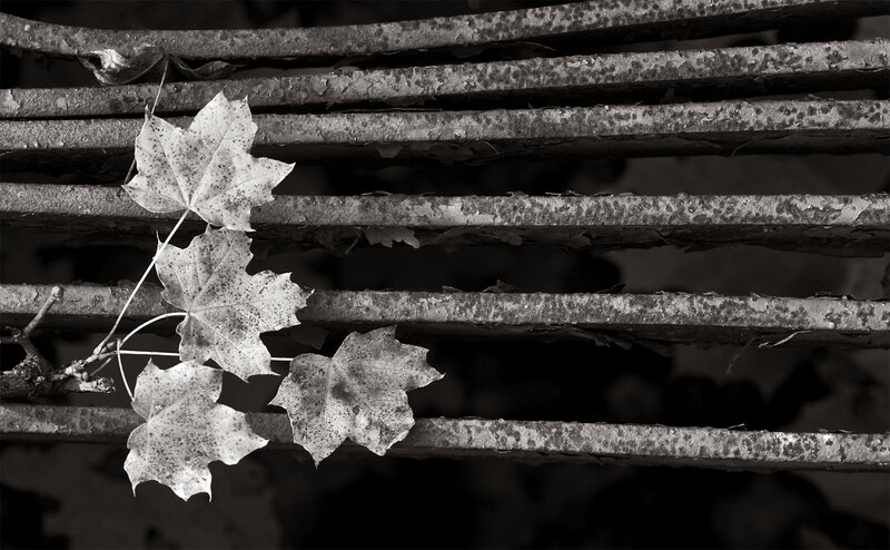 Autumn leaves on a metal grate