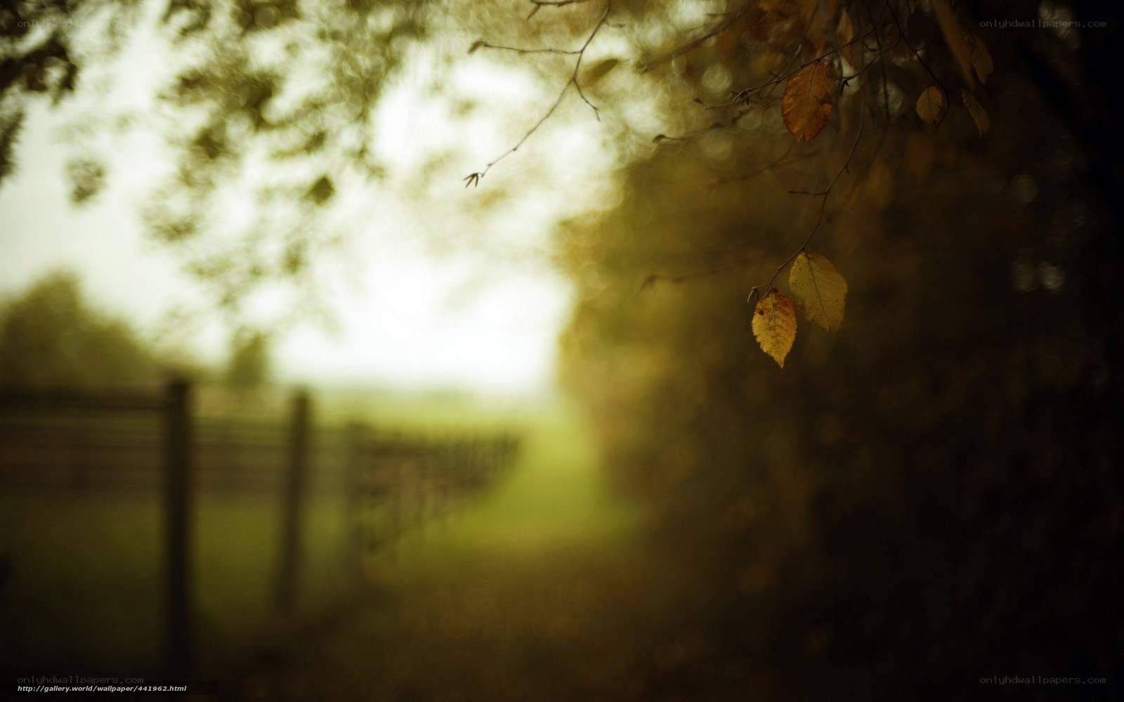 Autumn leaves on a misty path