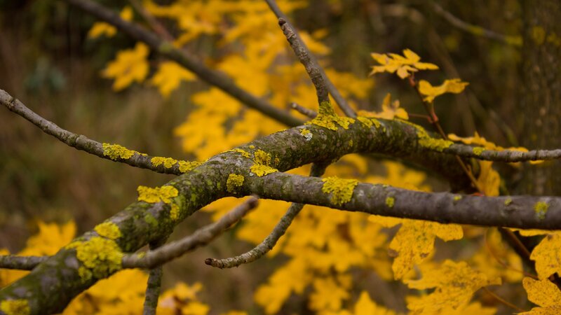 autumn leaves on a mossy branch