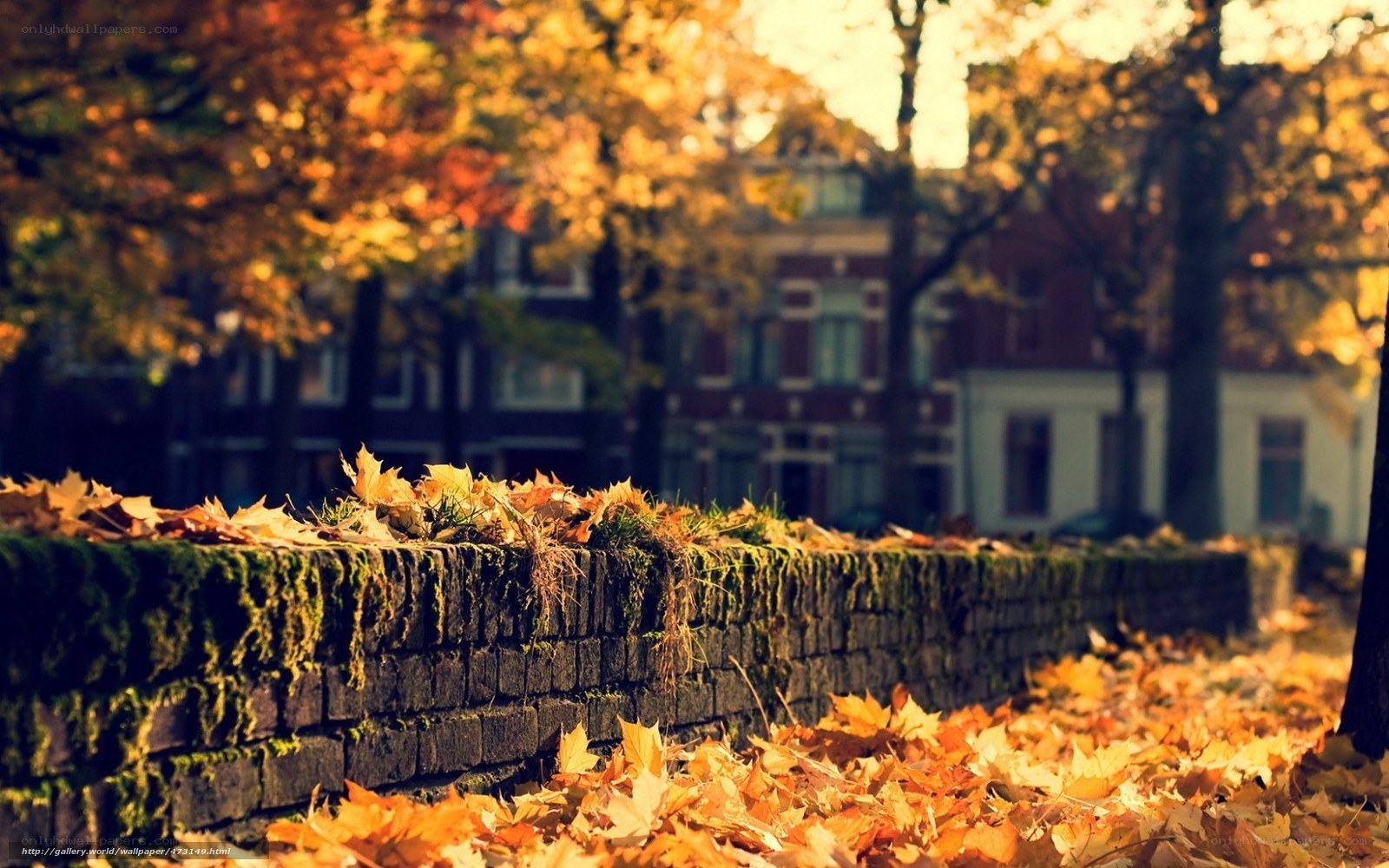 Autumn leaves on a mossy wall