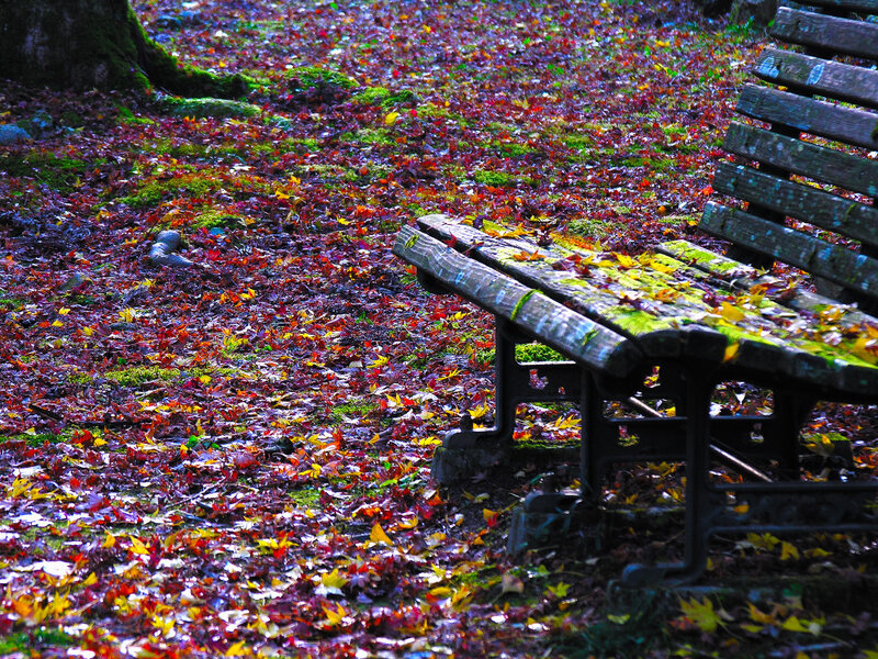 Autumn leaves on a park bench