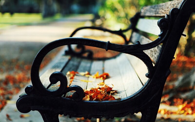 Autumn leaves on a park bench