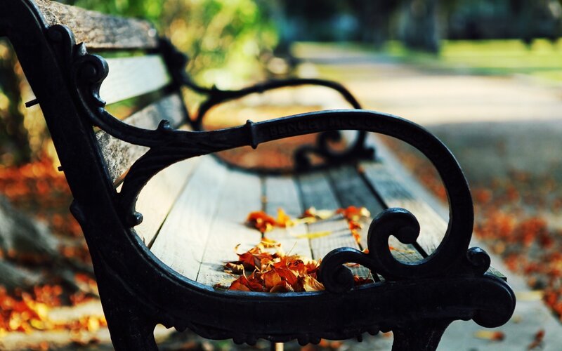 Autumn leaves on a park bench