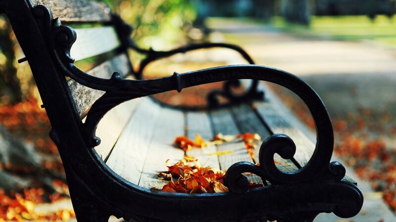 Autumn leaves on a park bench