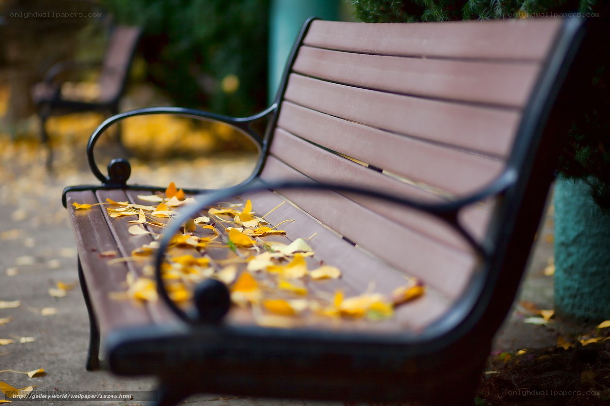 Autumn leaves on a park bench