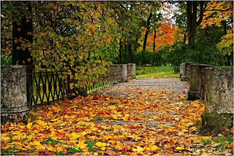 Autumn leaves on a park bridge