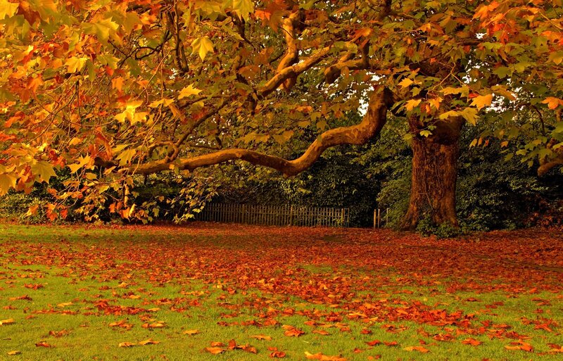 Autumn leaves on a park lawn