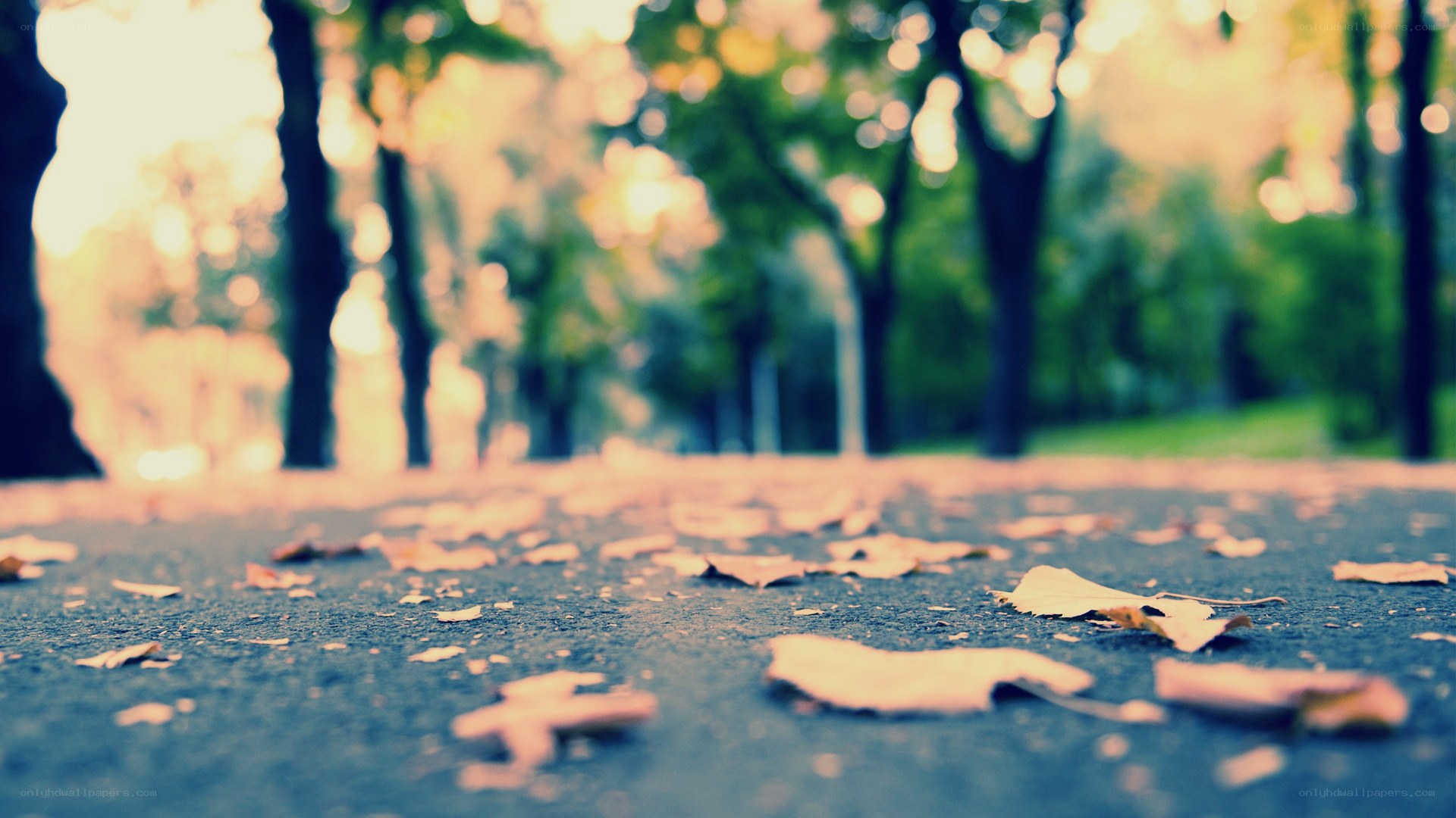 Autumn leaves on a park path