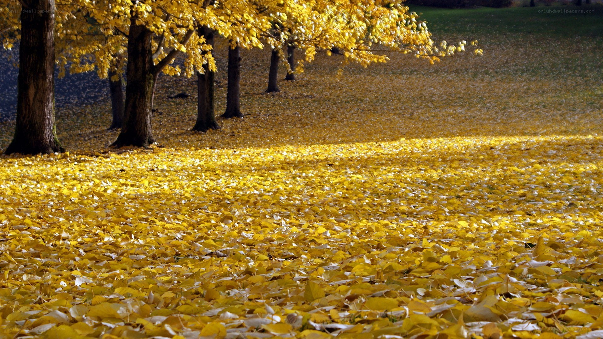 Autumn leaves on a park path