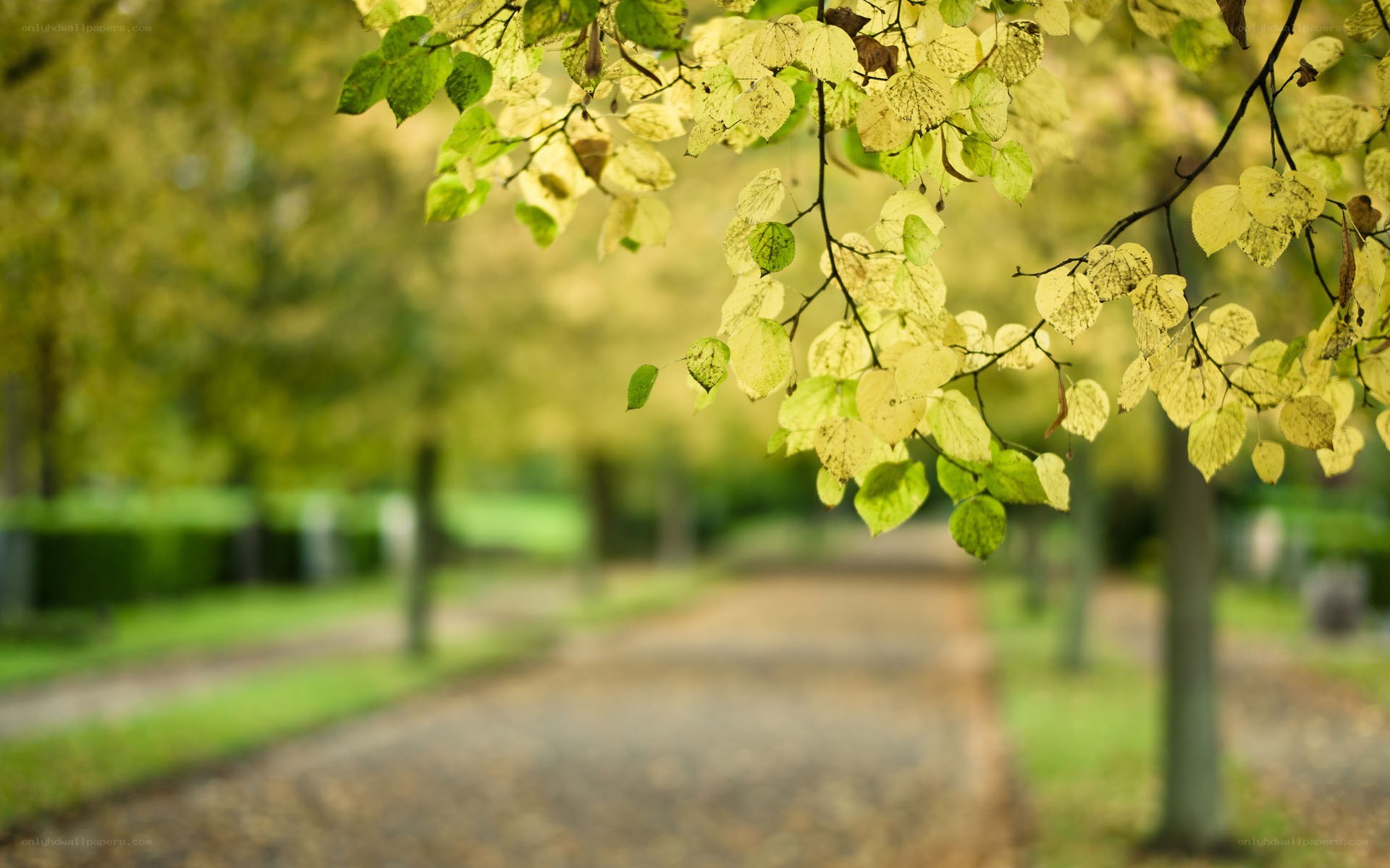 Autumn leaves on a park path