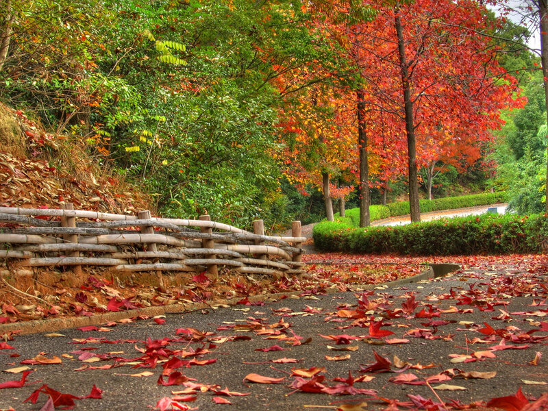 Autumn leaves on a park path
