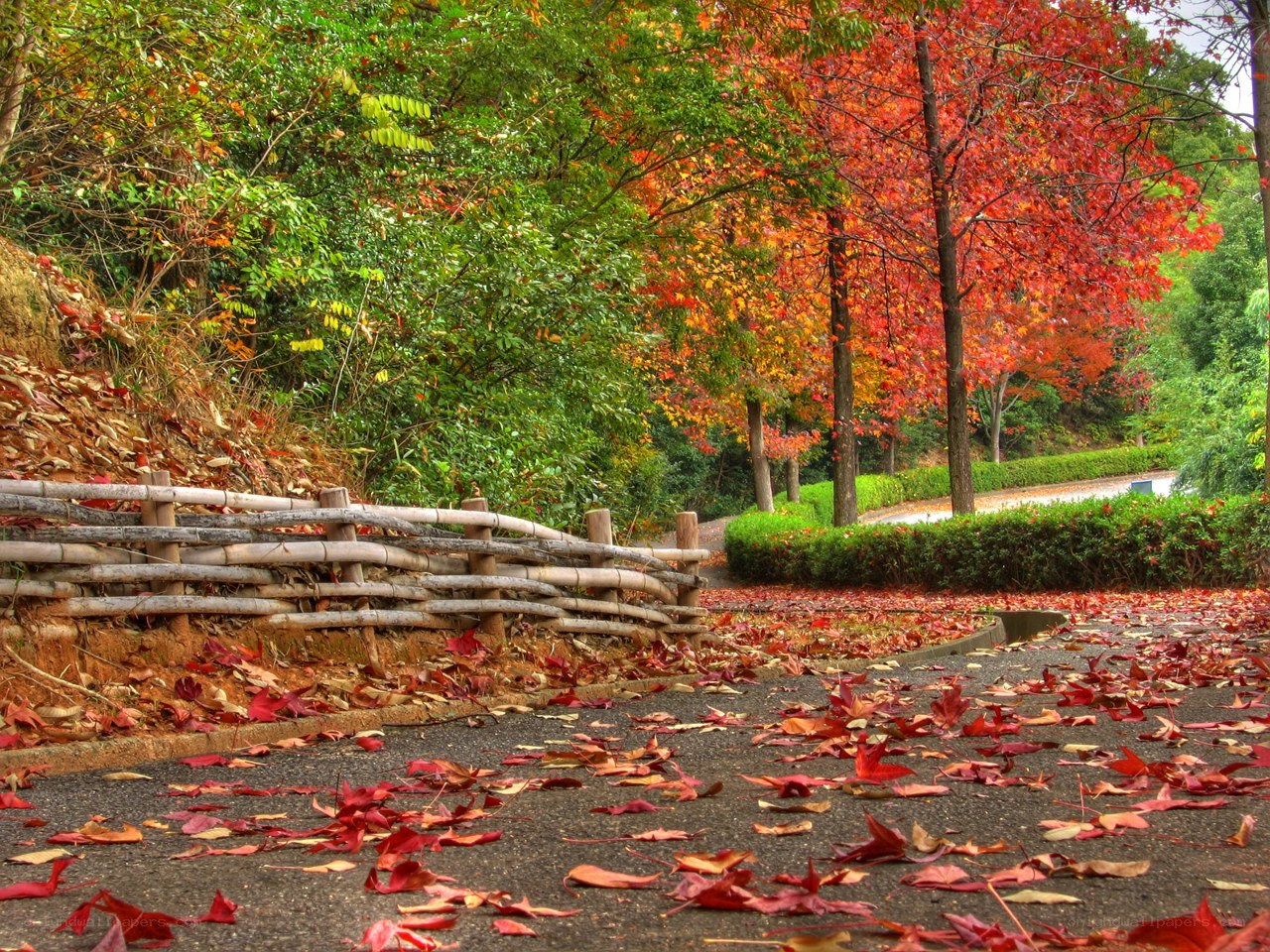 Autumn leaves on a park path