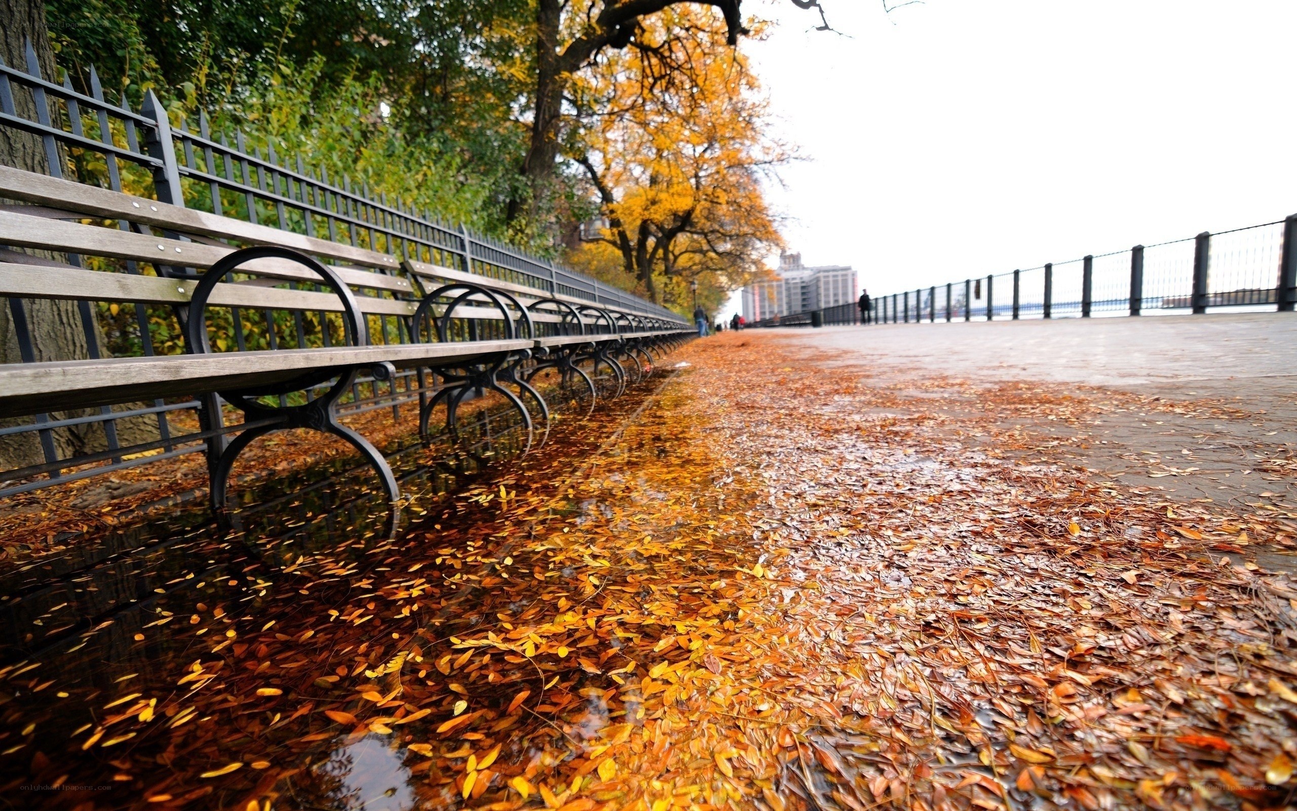 Autumn leaves on a park path