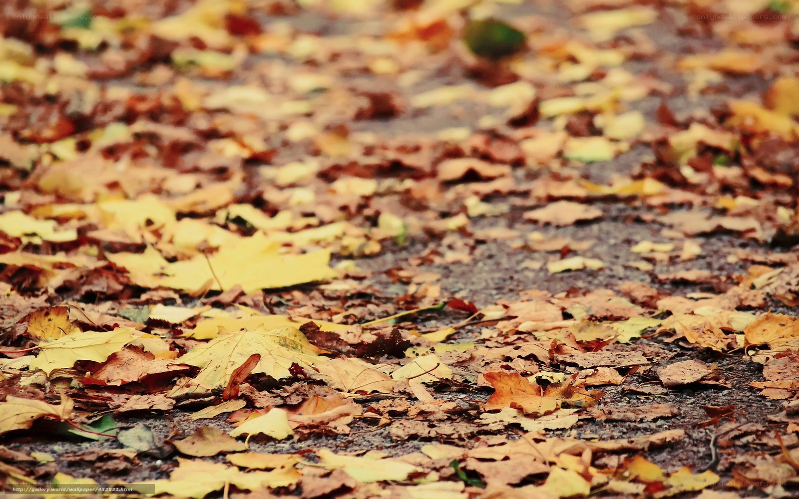 Autumn leaves on a path