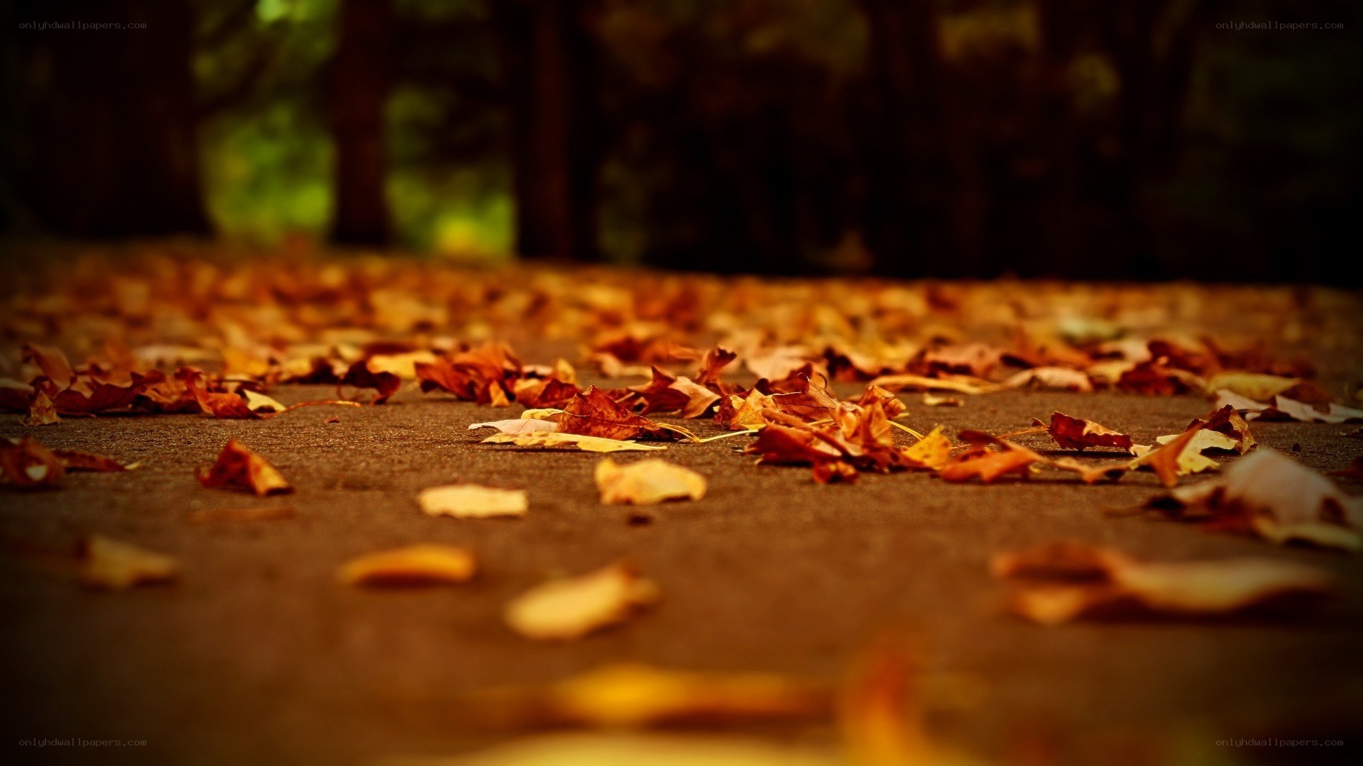 autumn leaves on a path