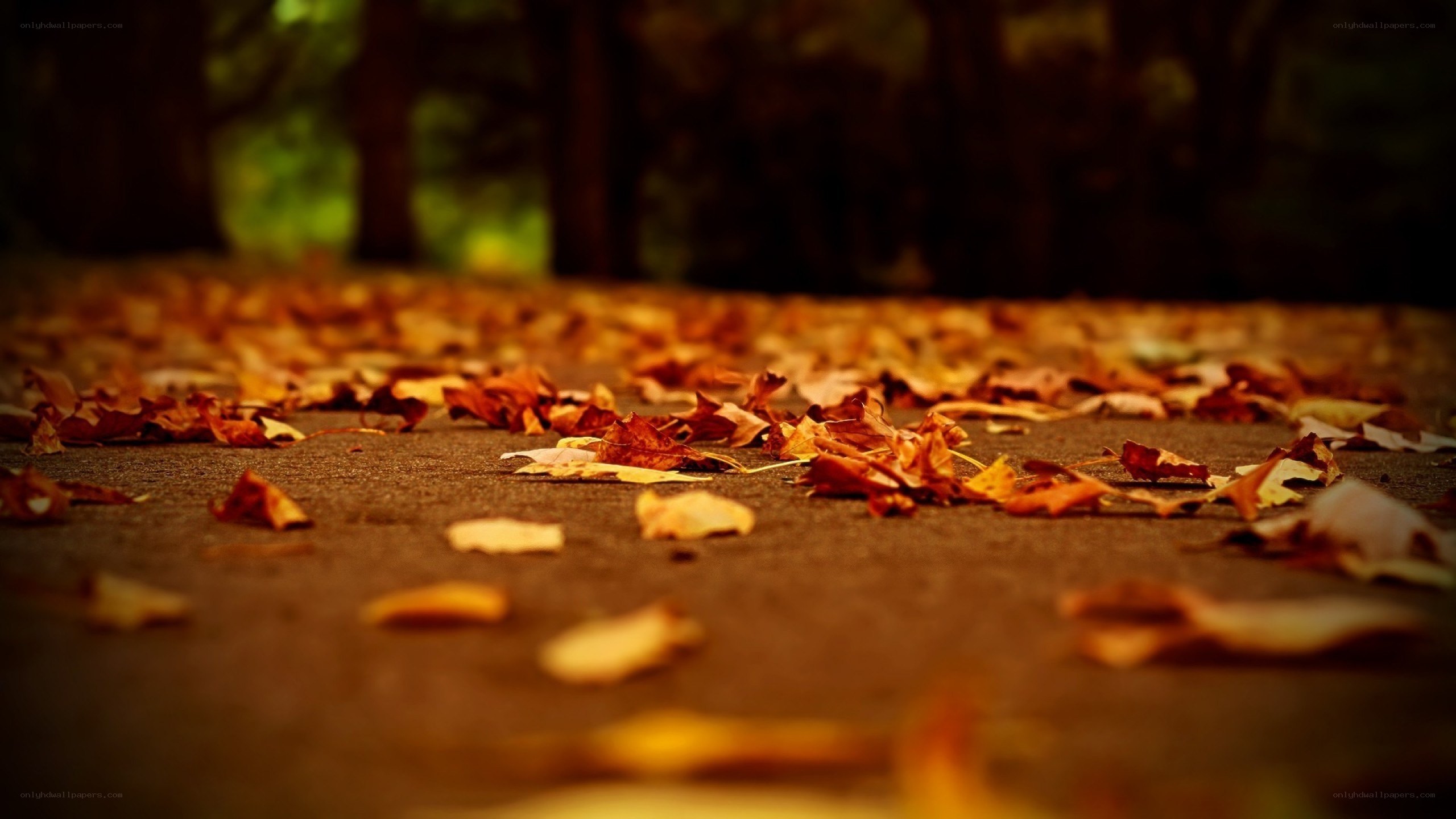 Autumn leaves on a path