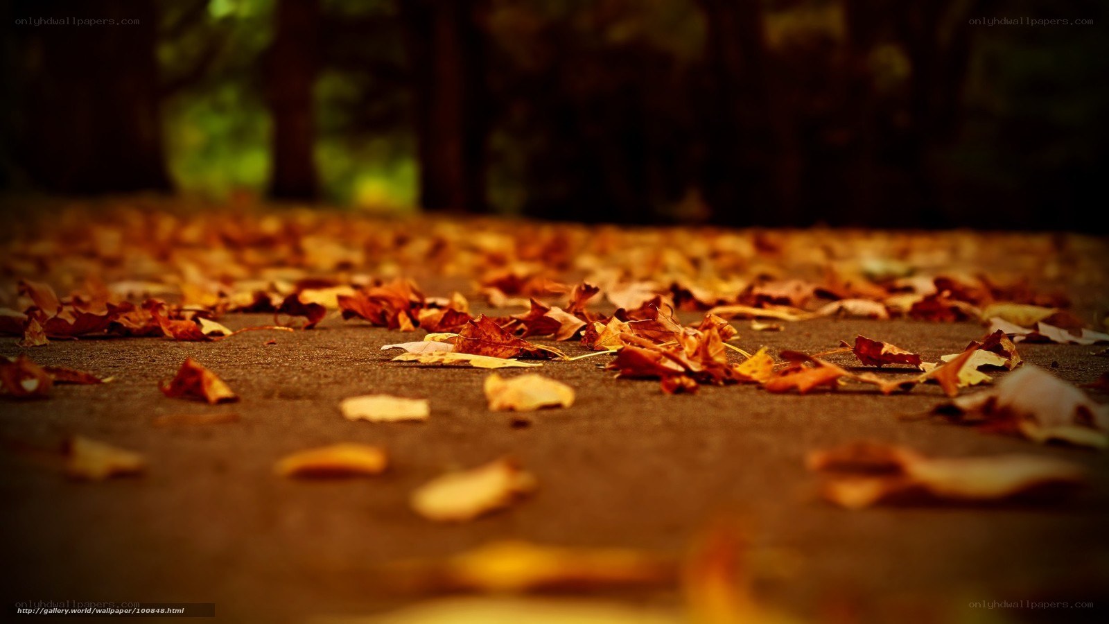 Autumn leaves on a path