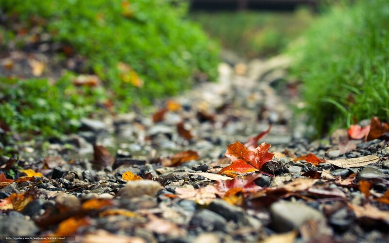 Autumn leaves on a pebble path