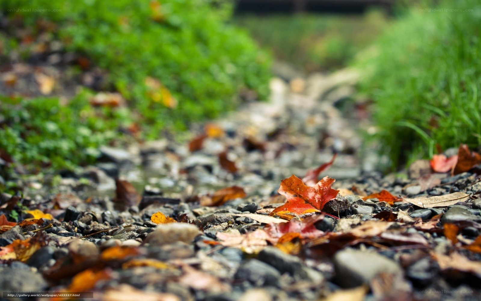 Autumn leaves on a pebble path