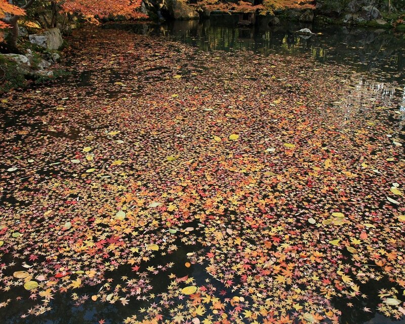 Autumn leaves on a pond