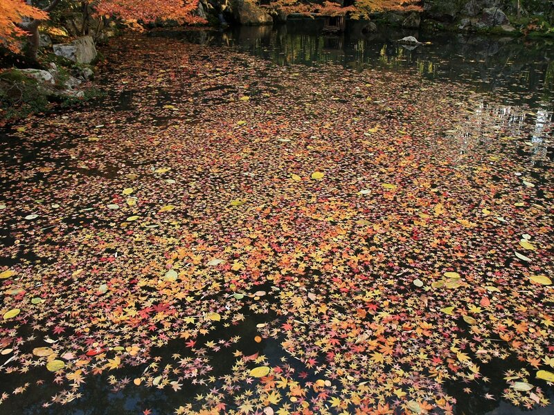 Autumn leaves on a pond