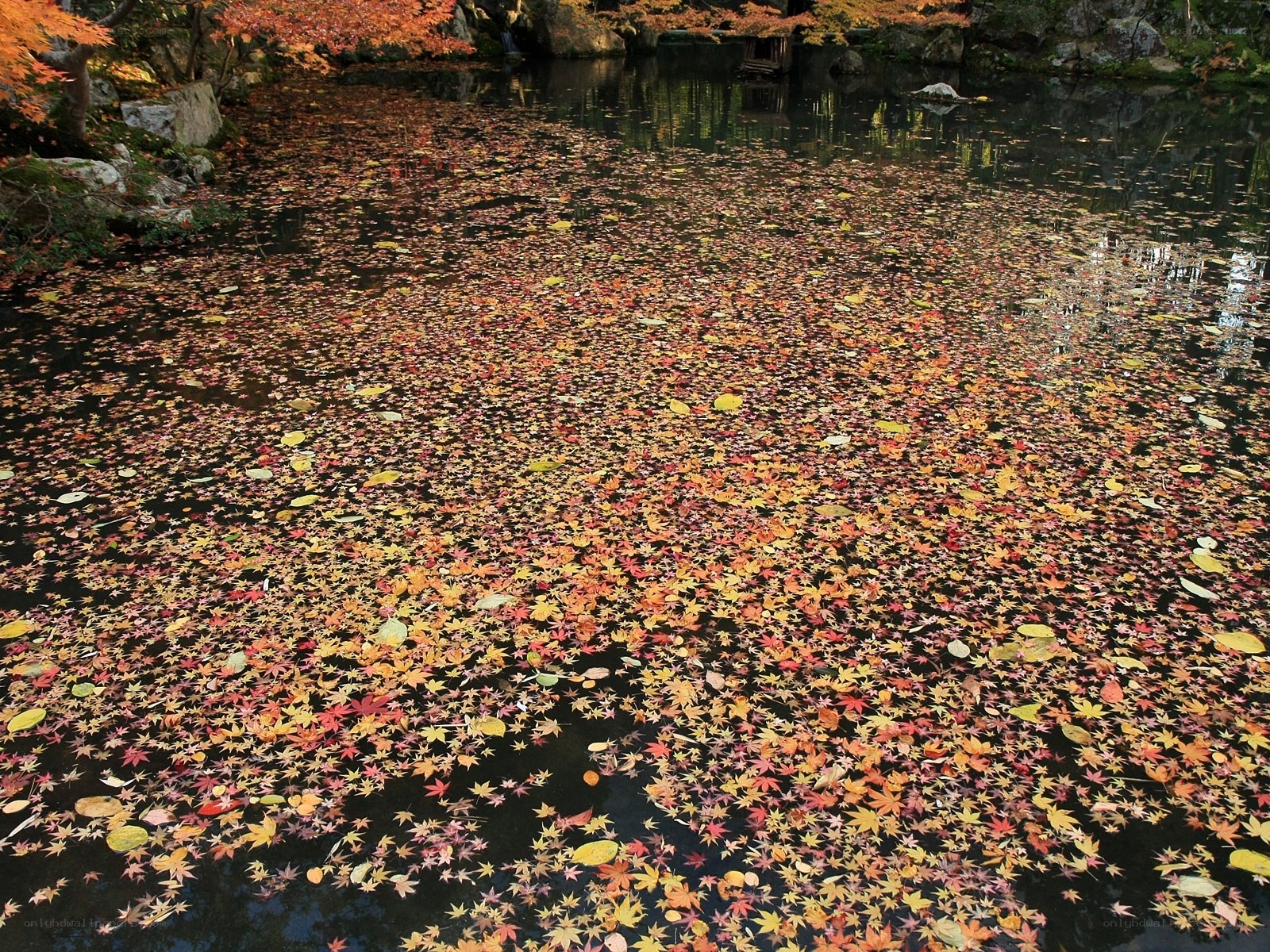 Autumn leaves on a pond