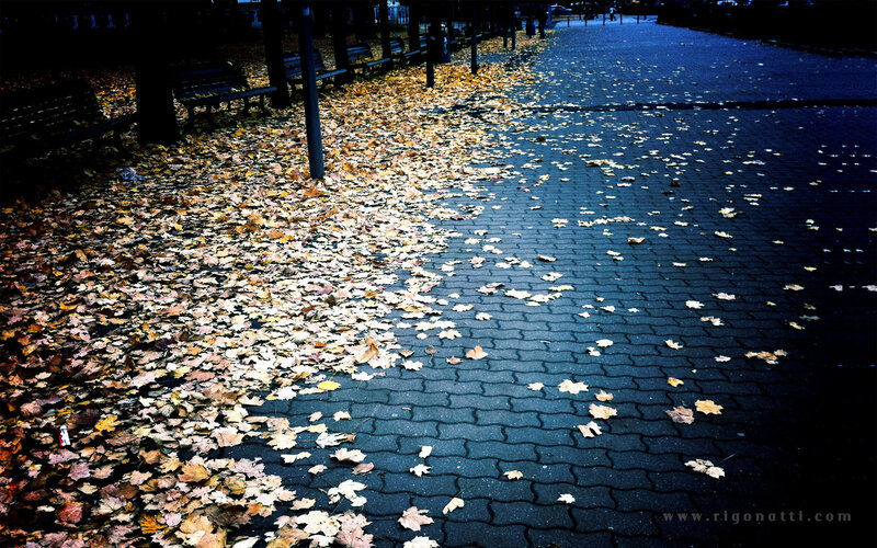 Autumn leaves on a quiet path