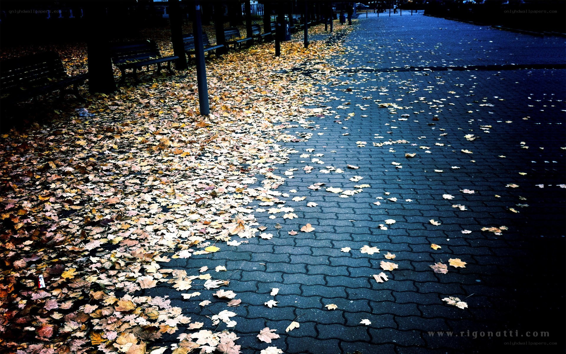 Autumn leaves on a quiet path