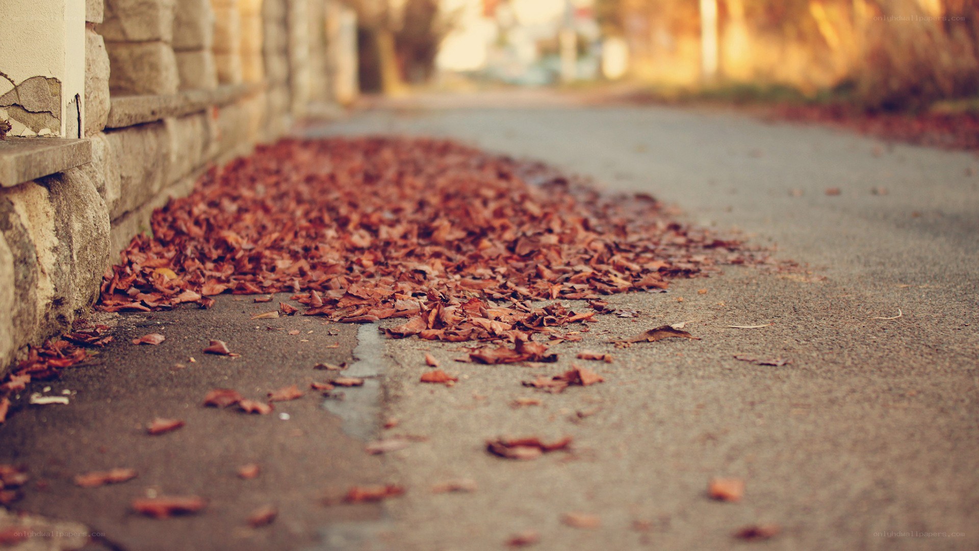 Autumn leaves on a quiet path