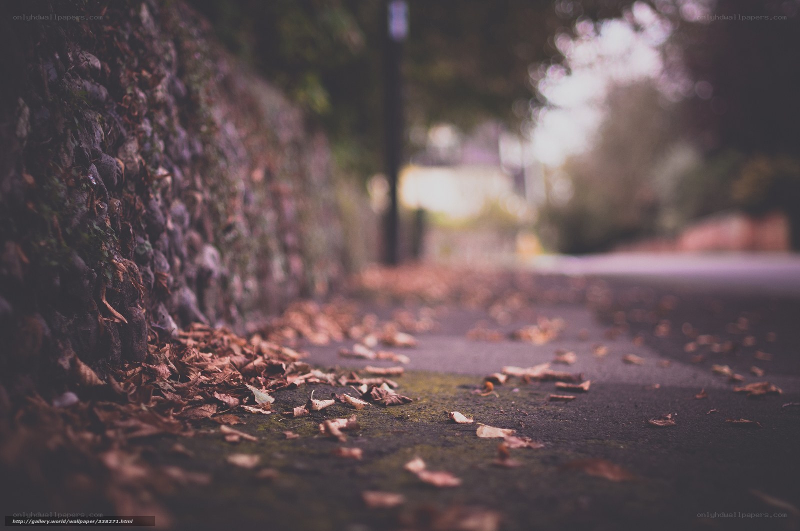 Autumn leaves on a quiet path
