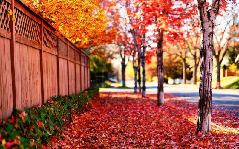Autumn leaves on a quiet street