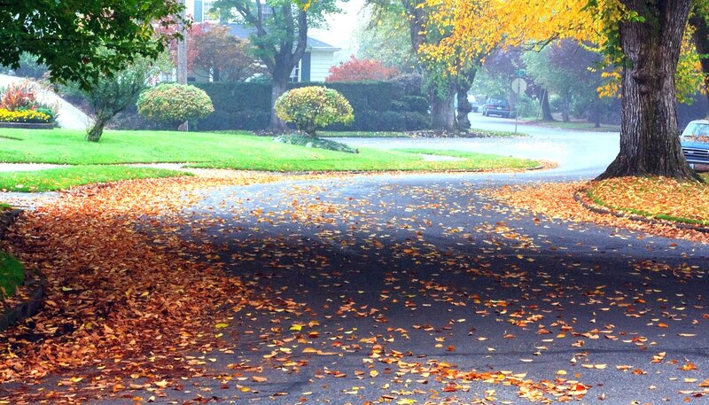 Autumn leaves on a quiet street