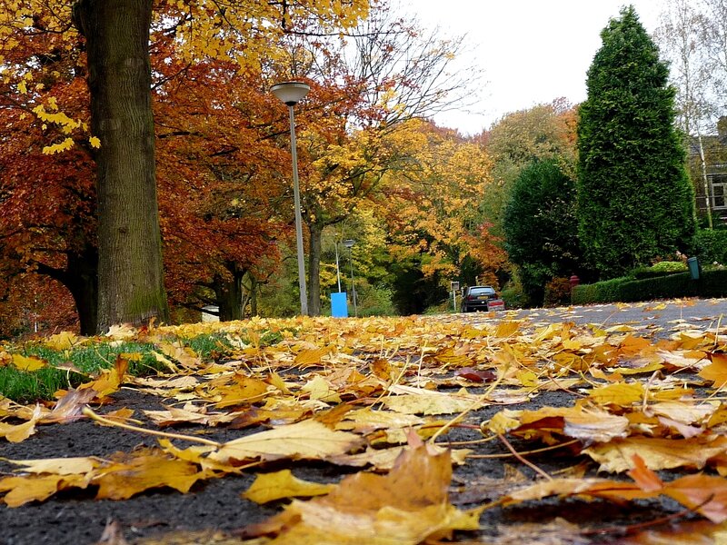 Autumn leaves on a quiet street