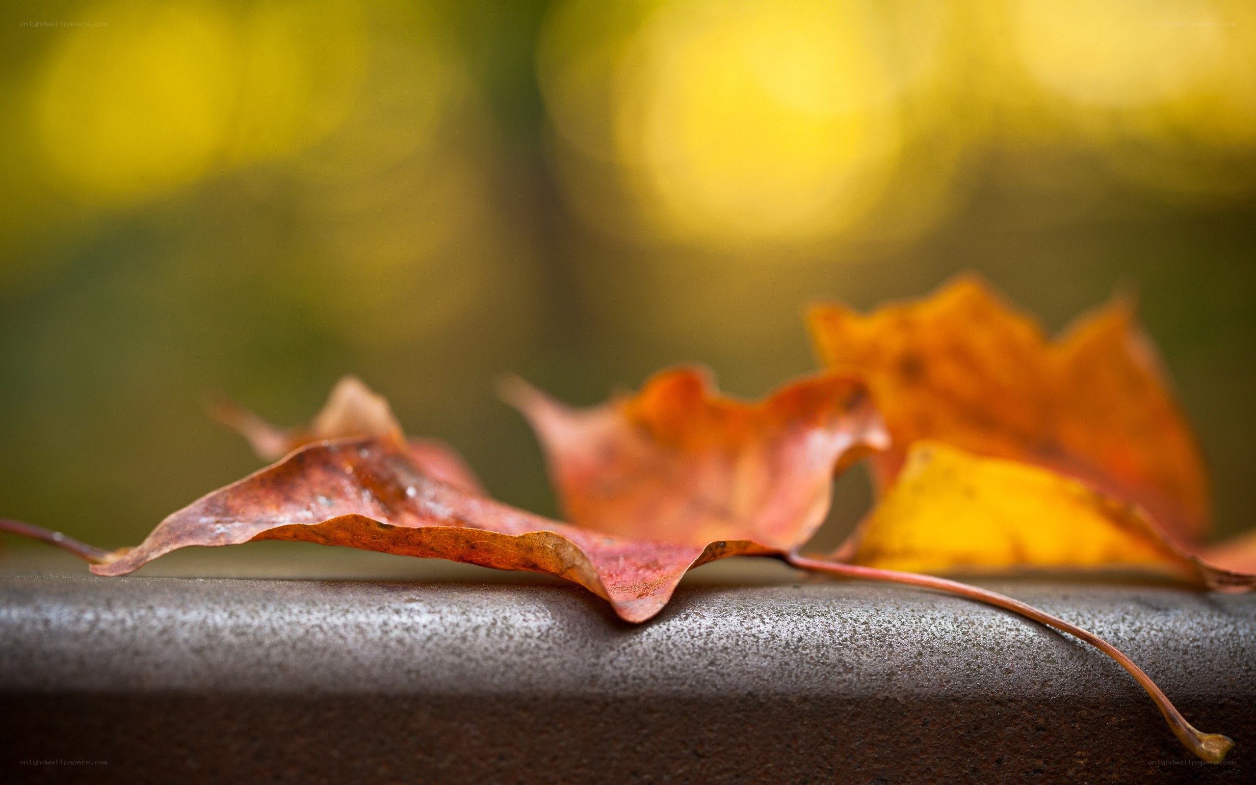 autumn leaves on a railing