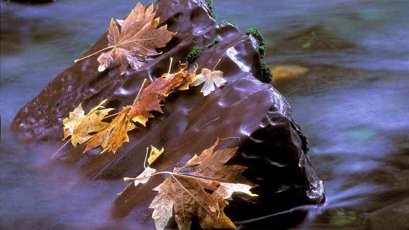 Autumn leaves on a river rock